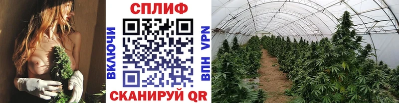 Шишки марихуана SATIVA & INDICA  дарнет шоп  OMG   Каневская 